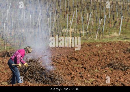 Weinbau im Elsass. Verbrennen alter Rebstöcke und Praparieren des Bodens für ein neues Weingut | Entretien des vignes sur les coteaux alsaciens. Bruler les vieilles vignes. Les Anciens Sarments et ceps de vignes sont brules. Zubereitung du sol pour accueillir un nouveau vignoble 01/04/2018 Stockfoto