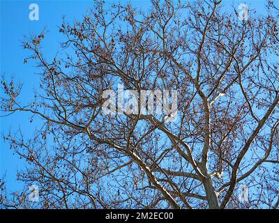 Verschiedene Bäume | Arbres Taucher 25/01/2018 Stockfoto