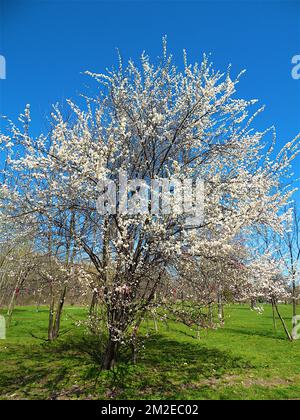 Verschiedene Bäume | Arbres Taucher 25/01/2018 Stockfoto