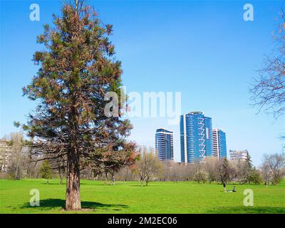 Verschiedene Bäume | Arbres Taucher 25/01/2018 Stockfoto