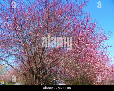 Verschiedene Bäume | Arbres Taucher 25/01/2018 Stockfoto