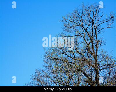 Verschiedene Bäume | Arbres Taucher 25/01/2018 Stockfoto