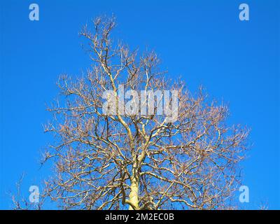 Verschiedene Bäume | Arbres Taucher 25/01/2018 Stockfoto