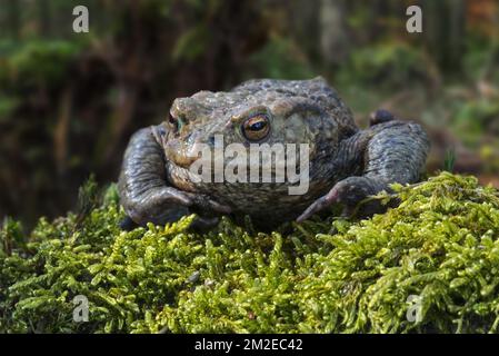 Common toad / European toad (Bufo bufo) on moss in forest in spring | Crapaud commun (Bufo bufo) en forêt en printemps 18/10/2017 Stock Photo