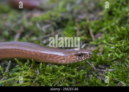 Male common slowworm / blindworm (Anguis fragilis) close up of head on moss in forest in spring | Orvet fragile / orvet commun (Anguis fragilis) mâle 08/04/2018 Stock Photo