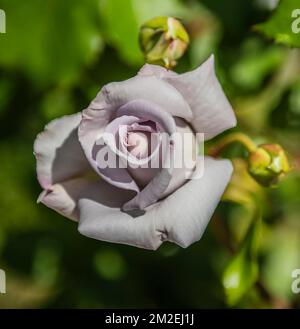 Die Lavendelrose entfaltet sich in den Berkeley Rose Gardens in Kalifornien Stockfoto