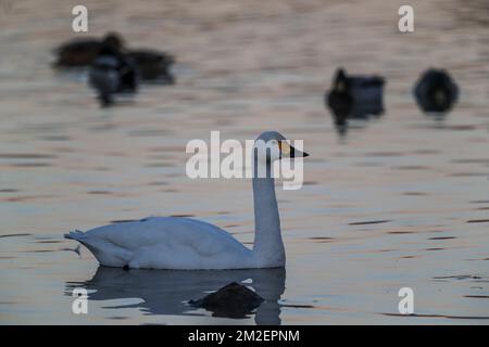 Bewicks Schwan. Winter in Slimbridge, Wildfowl and Wetlands Trust Vogelsammlung und Wildvogelreservat in Gloucestershire, England. Stockfoto