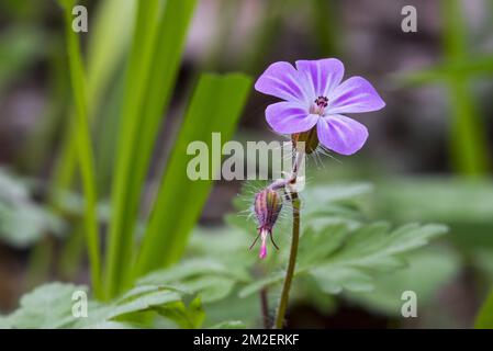 Herb-Robert / roter Robin / der Tod kommt schnell / Storksbill / Fox geranium (Geranium robertianum) in Blume | Géranium Herbe à Robert (Geranium robertianum) 23/04/2018 Stockfoto