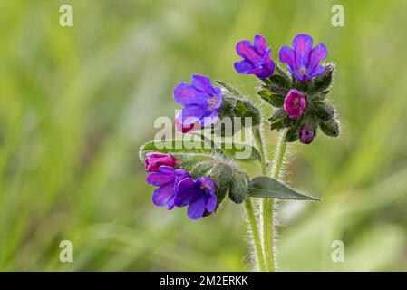 Gebirgslungkraut (Pulmonaria montana) in Blüte | Pulmonaire des montagnes (Pulmonaria montana) 23/04/2018 Stockfoto