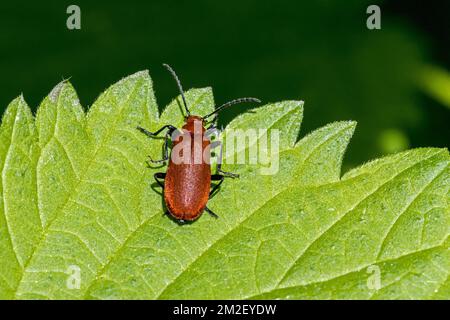 Rothaariger Kardinalkäfer / Gemeiner Kardinalkäfer (Pyrochroa serraticornis) auf Blatt von Brennnessel | Kardinalrouge (Pyrochroa serraticornis) 04/05/2018 Stockfoto