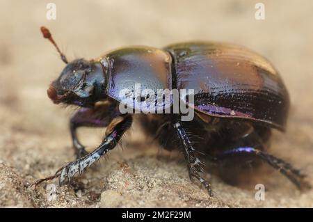 Natürliche Nahaufnahme eines robusten Dor- oder erdlangweiligen Dungkäfers, Geotrupes stercorosus Stockfoto