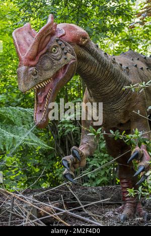 Realistische lebensgroße Nachbildung des Dilophosaurus, Theropod Dinosaurier, der in Nordamerika während der frühen Jurazeit lebte | Réplique de Dilophosaure, Dinosaure du Jurassique inférieur 09/05/2018 Stockfoto