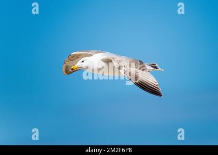 Möwe. | Mouette. 10/05/2018 Stockfoto