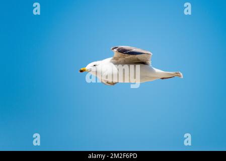 Möwe. | Mouette. 10/05/2018 Stockfoto