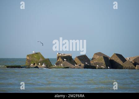 Möwe. | Mouette. 10/05/2018 Stockfoto