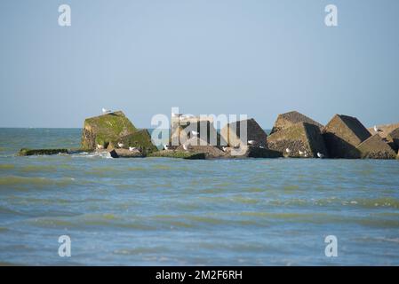 Möwe. | Mouette. 10/05/2018 Stockfoto