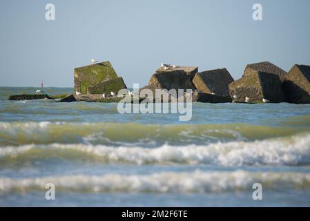 Möwe. | Mouette. 10/05/2018 Stockfoto