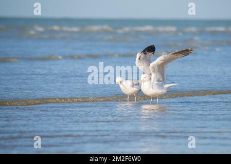 Möwe. | Mouette. 10/05/2018 Stockfoto