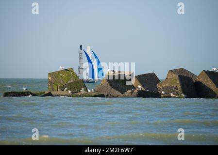 Möwe. | Mouette. 10/05/2018 Stockfoto