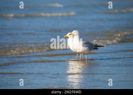 Möwe. | Mouette. 10/05/2018 Stockfoto