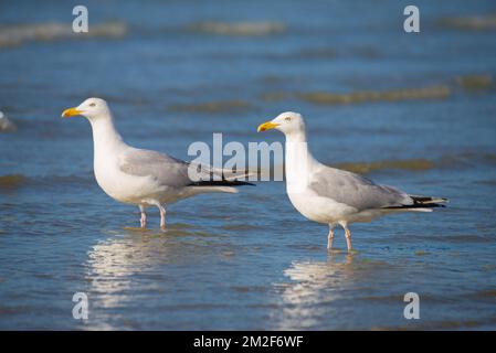 Möwe. | Mouette. 10/05/2018 Stockfoto