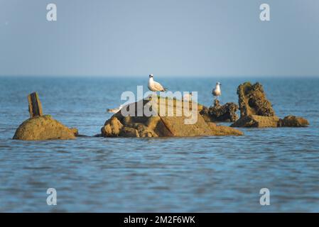 Möwe. | Mouette. 10/05/2018 Stockfoto