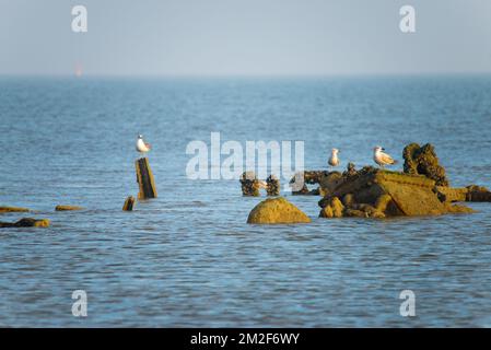 Möwe. | Mouette. 10/05/2018 Stockfoto