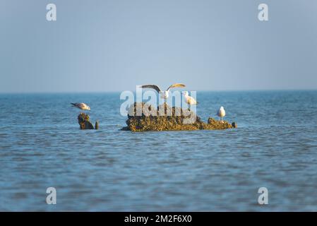 Möwe. | Mouette. 10/05/2018 Stockfoto