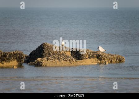 Möwe. | Mouette. 10/05/2018 Stockfoto