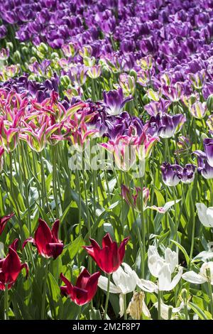 Blumenbeet mit bunten Tulpen (Tulipa) in Blüte im Frühling im Stadtpark | Parterre de Fleurs avec tulipes colorées dans Parc en printemps 09/05/2018 Stockfoto