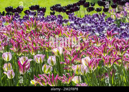 Blumenbeet mit bunten Tulpen (Tulipa) in Blüte im Frühling im Stadtpark | Parterre de Fleurs avec tulipes colorées dans Parc en printemps 09/05/2018 Stockfoto