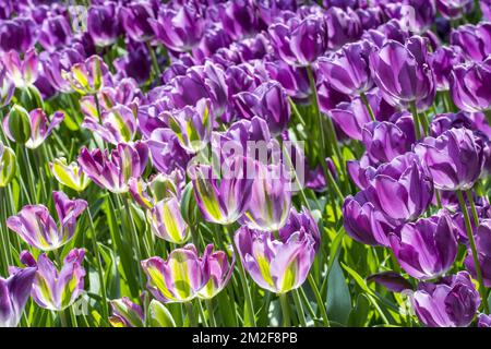 Blumenbeet mit bunten Fuchsia-Tulpen (Tulipa) in Blüte im Frühling im Stadtpark | Parterre de Fleurs avec tulipes colorées dans Parc en printemps 09/05/2018 Stockfoto