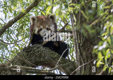 Neugieriger roter Panda / kleinerer Panda (Ailurus fulgens), der vom Baum hinunterblickt, aus dem östlichen Himalaya und Südwestchina stammt | Petit Panda / Panda Roux / Panda éclatant (Ailurus fulgens) dans arbre 09/05/2018 Stockfoto