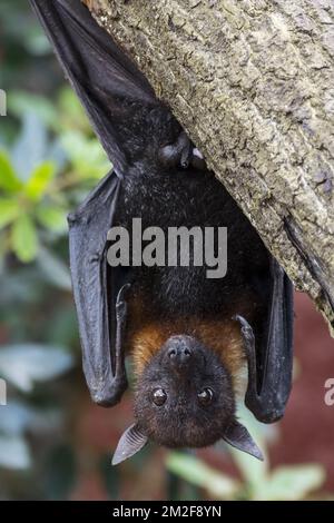 Lyles Flughund (Pteropus lylei) aus Kambodscha, Thailand und Vietnam, männlich, der kopfüber von Hinterfüßen im Baum hängt | Renard volant de Lyle / Roussette de Lyle / Renard Volant du Vietnam (Pteropus lylei) 09/05/2018 Stockfoto