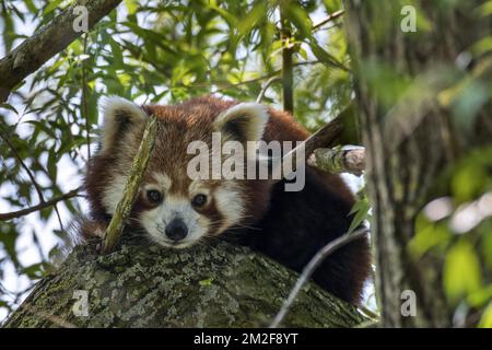 Neugieriger roter Panda / kleinerer Panda (Ailurus fulgens), der vom Baum hinunterblickt, aus dem östlichen Himalaya und Südwestchina stammt | Petit Panda / Panda Roux / Panda éclatant (Ailurus fulgens) dans arbre 09/05/2018 Stockfoto