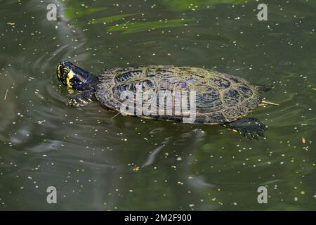 Gelbbauchschieber (Trachemys scripta scripta), im Teich schwimmende Land- und Wasserschildkröten aus dem Südosten der Vereinigten Staaten | Tortue de Floride à joues jaunes (Trachemys scripta scripta) nageant dans lac 08/05/2018 Stockfoto