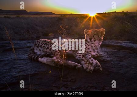 Gepardenjunge spielt im Busch, fotografiert auf einer Safari in Südafrika Stockfoto