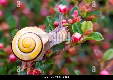 Schnecke. | Escargot. 05/05/2016 Stockfoto