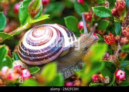 Schnecke. | Escargot. 05/05/2016 Stockfoto