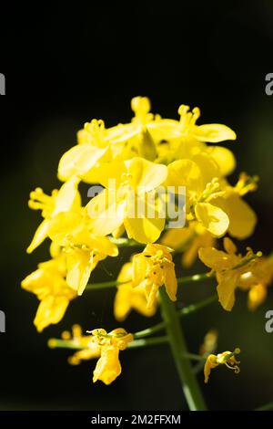 Blumen. | Fleurs. 05/05/2016 Stockfoto