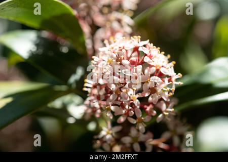 Blumen. | Fleurs. 05/05/2016 Stockfoto