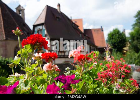 Elsass. | Elsass. 05/05/2016 Stockfoto