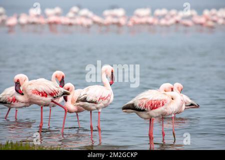 Namibia Flamingos. Gruppe rosaroter Flamingos-Vögel in der Nähe von Walvis Bay, der Atlantikküste Namibias, Afrika. Stockfoto