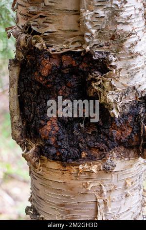 Chaga Pilz, Inonotus obliquus, wächst auf dem Stamm einer roten Birke, Betula occidentalis, über Callahan Creek, Troy, Montana. Stockfoto