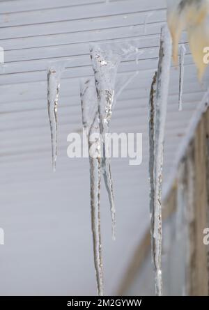 Mehrere, schmelzende Eiszapfen hängen durch Risse, im Frühling oder Winter. Moderner Plastikkornstein. Große Eiszapfen hängen in Unordnung. Bewölkter Wintertag, weiches Licht. Stockfoto