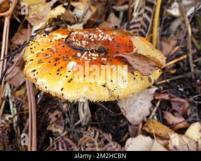 amanita-Pilze auf Birmingham UK Stockfoto