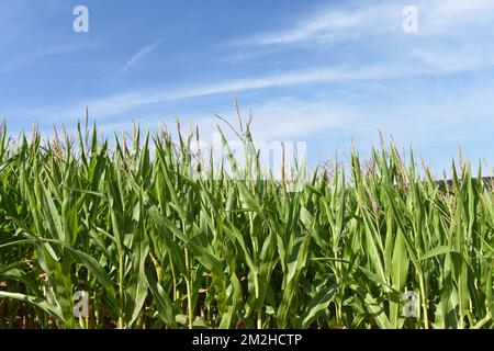 Mais im Sommer 2018 | Mais l'été 2018 01/08/2018 Stockfoto