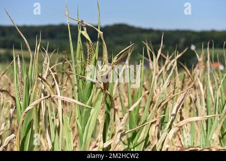 Mais im Sommer 2018 | Mais l'été 2018 01/08/2018 Stockfoto