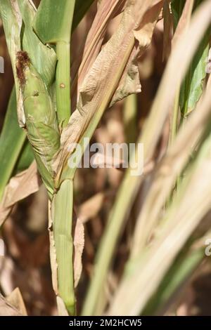 Mais im Sommer 2018 | Mais l'été 2018 01/08/2018 Stockfoto