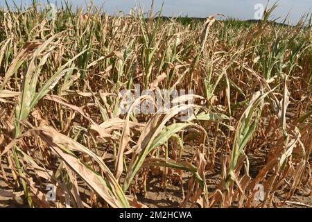 Mais im Sommer 2018 | Mais l'été 2018 01/08/2018 Stockfoto